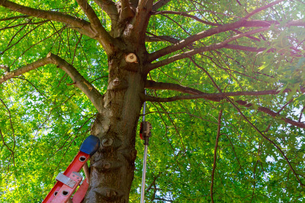 Best Tree Branch Trimming  in Chama, NM